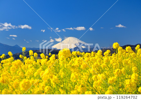 関東・吾妻山公園・絨毯のような菜の花畑に彩られる美しい富士山・神奈川県二宮町(5) 関東・吾妻山公園・絨毯のような菜の花畑に彩られる美しい富士山・神奈川県二宮町(5) 119264702