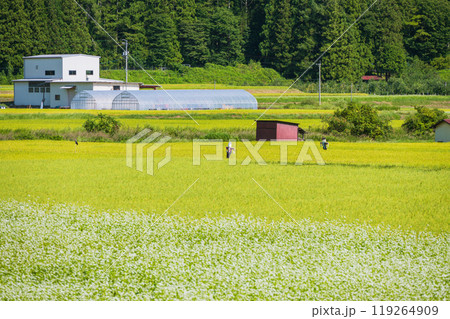 そば畑と黄金色の水田と案山子【大町市】 そば畑と黄金色の水田と案山子【大町市】 119264909