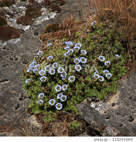 Blue and white gentians growing in the autumn near Mount Everest, Nepal. 119265069