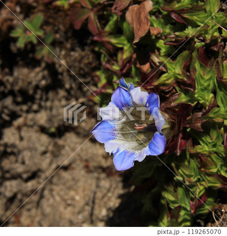 Blue and white gentian growing in the autumn in the Himalayas, Nepal. 119265070