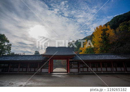 京都府八幡市高良神社で晩秋の黄色に色づいたイチョウを撮影 119265182