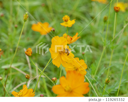 キバナコスモスの蜂 キバナコスモスの蜂 119265332