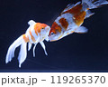 金魚 119265370