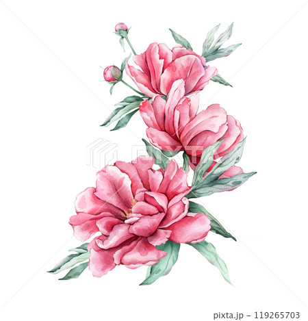 Watercolor bouquet of delicate pink peony flowers in full bloom. Hand drawn illustration beautiful floral flower. Summer botanical plant on isolated. Elements for design invitations anniversary. 119265703