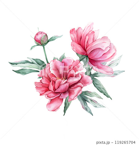 Watercolor bouquet of delicate pink peony flowers in full bloom. Hand drawn illustration beautiful floral flower. Summer botanical plant on isolated. Elements for design invitations anniversary. 119265704