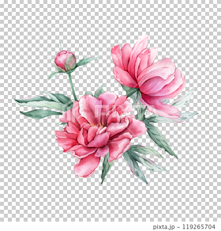 Watercolor bouquet of delicate pink peony flowers in full bloom. Hand drawn illustration beautiful floral flower. Summer botanical plant on isolated. Elements for design invitations anniversary. 119265704