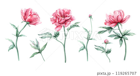 Watercolor set of delicate pink peony flowers in full bloom. Hand drawn illustration beautiful floral clipart. Summer botanical plant on isolated. Elements for design invitations anniversary. 119265707