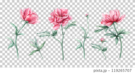 Watercolor set of delicate pink peony flowers in full bloom. Hand drawn illustration beautiful floral clipart. Summer botanical plant on isolated. Elements for design invitations anniversary. 119265707