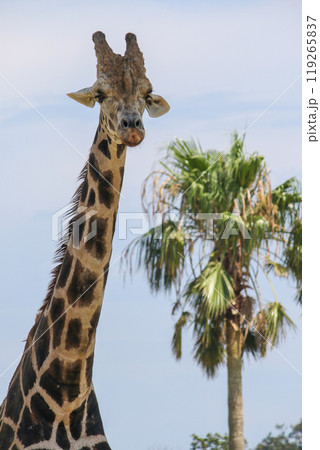 首の長いキリン 119265837