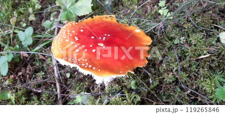 Amanita muscaria, Mushrooms in the forest. Bulgarian Rhodope Mountains. Lake Dospat. Balkans. Close-up shot of forest landscape Amanita muscaria, Mushrooms in the forest. Bulgarian Rhodope Mountains. Lake Dospat. Balkans. Close-up shot of forest landscape 119265846