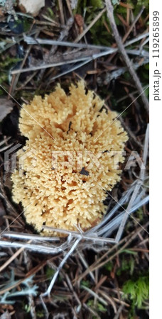Ramaria aurea is a coral mushroom from the Gomphaceae family, It grows in the forest in green damp moss 119265899