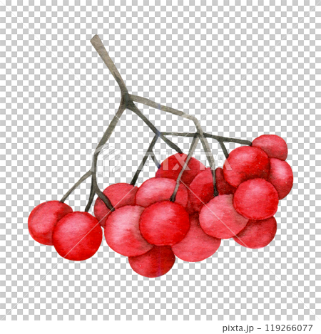 watercolor drawing, red rowan berry. clipart 119266077