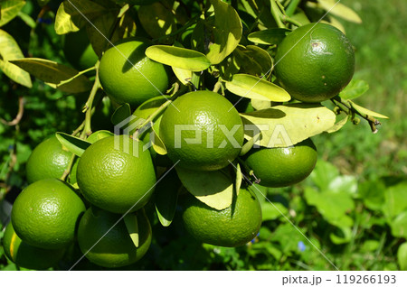 ウンシュウミカン 119266193