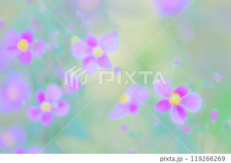 秋の彩り、可憐な秋明菊の美しさ 119266269