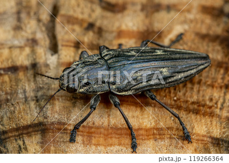 木の切り株の上のウバタマムシ 119266364