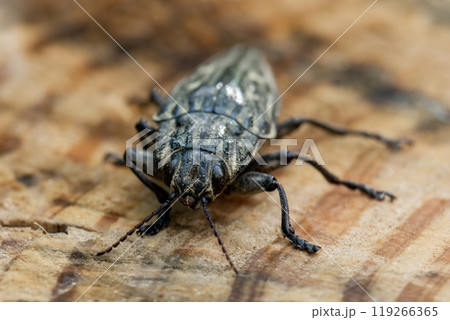 木の切り株の上のウバタマムシ 木の切り株の上のウバタマムシ 119266365