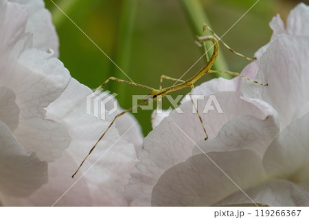 白い花の上の黄色いナナフシモドキ 119266367