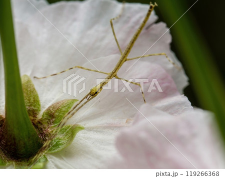 白い花の上の黄色いナナフシモドキ 119266368