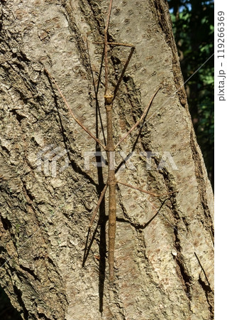 木に止まった茶色のナナフシモドキ 119266369