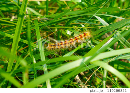 マイマイガの幼虫(毛虫) マイマイガの幼虫(毛虫) 119266831