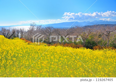 関東・吾妻山公園・春のイメージ、菜の花畑と、暖かな陽光で輝く海、穏やかな箱根の山並み・神奈川県二宮町 関東・吾妻山公園・春のイメージ、菜の花畑と、暖かな陽光で輝く海、穏やかな箱根の山並み・神奈川県二宮町 119267405