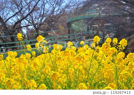 関東・吾妻山公園・春のイメージ、菜の花と楽しいローラー滑り台・神奈川県二宮町(4) 関東・吾妻山公園・春のイメージ、菜の花と楽しいローラー滑り台・神奈川県二宮町(4) 119267413