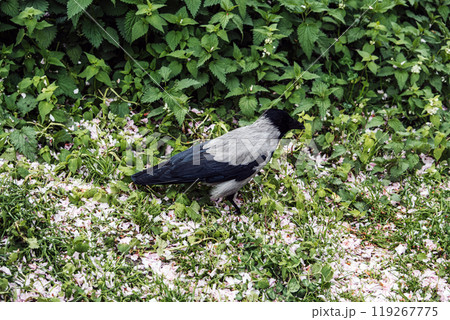 Hooded crow standing on grass with pink flower petals, urban wildlife and nature scene Hooded crow standing on grass with pink flower petals, urban wildlife and nature scene 119267775