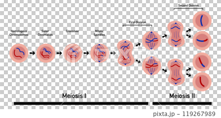Meiosis, cell division, homologous chromosomes, Meiosis I and Meiosis II, Crossing over, Prophase, Metaphase, Anaphase, and Telophase, Cell division for education use, Animation of phases Meiosis, cell division, homologous chromosomes, Meiosis I and Meiosis II, Crossing over, Prophase, Metaphase, Anaphase, and Telophase, Cell division for education use, Animation of phases 119267989