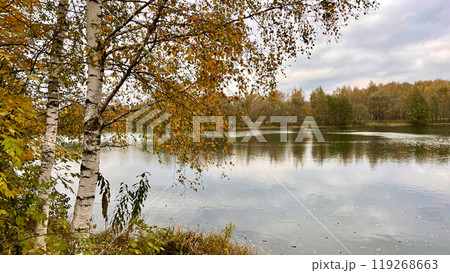 birch tree with yellowed leaves on lake shore autumn landscape birch tree with yellowed leaves on lake shore autumn landscape 119268663
