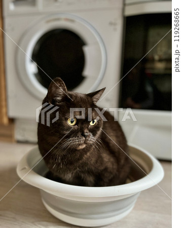 cat sitting in washing basin against washing machine on background cat sitting in washing basin against washing machine on background 119268665