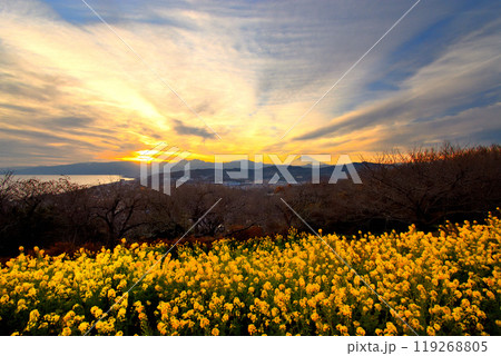 関東・吾妻山公園・菜の花の風景、夕陽で黄金に染まる空、箱根と富士山のシルエット・神奈川県二宮町(3) 関東・吾妻山公園・菜の花の風景、夕陽で黄金に染まる空、箱根と富士山のシルエット・神奈川県二宮町(3) 119268805