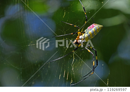 ジョロウグモ(女郎蜘蛛) ジョロウグモ(女郎蜘蛛) 119269597