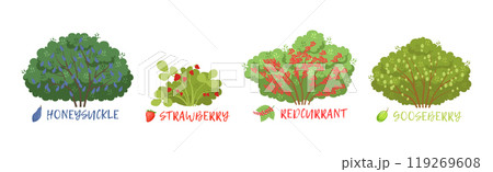 Different Fruit Shrub and Bush Sorts with Names Vector Set 119269608