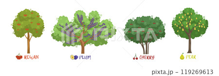 Different Fruit Trees Sorts with Names Vector Set 119269613