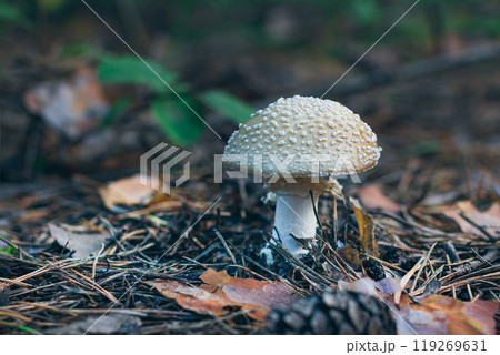 Amanita Pantherina, Known as the Panther Cap, False Blusher and Panther Amanita Amanita Pantherina, Known as the Panther Cap, False Blusher and Panther Amanita 119269631