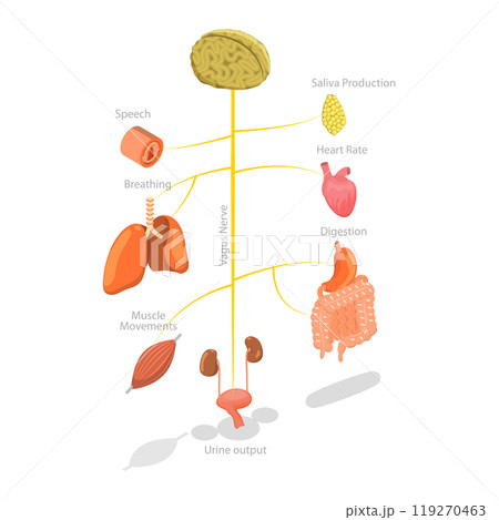 3D Isometric Flat  Illustration of Vagus Nerve, Medical Diagram 3D Isometric Flat  Illustration of Vagus Nerve, Medical Diagram 119270463
