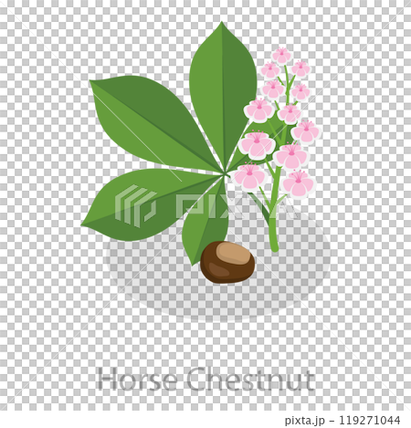 3D Isometric Flat  Set of Astringent Herbs. Item 3 119271044
