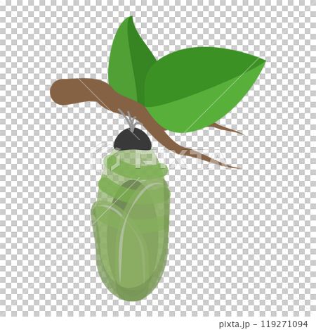3D Isometric Flat Illustration of Butterfly Metamorphosis. Item 4 3D Isometric Flat Illustration of Butterfly Metamorphosis. Item 4 119271094