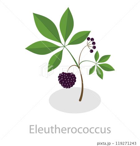3D Isometric Flat Set of Healing Herbs. Item 5 3D Isometric Flat Set of Healing Herbs. Item 5 119271243