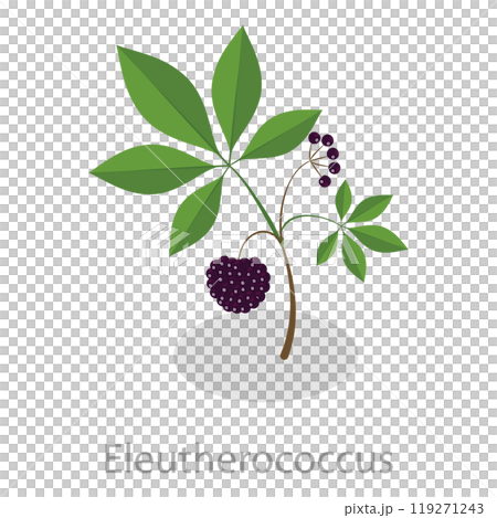3D Isometric Flat Set of Healing Herbs. Item 5 3D Isometric Flat Set of Healing Herbs. Item 5 119271243