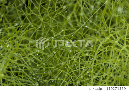 horsetail medicinal plant with water drops 119271539
