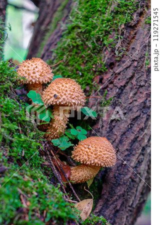 Pholiota squarrosa, commonly known as the shaggy scalycap 119271545