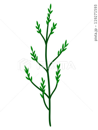 Illustration of stylized twig. Image of dry plant. 119271593