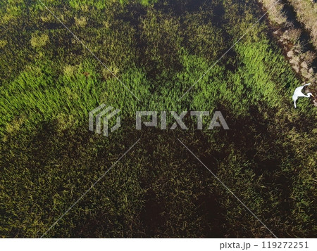 Flooded rice fields in the rain season of asia agriculture Flooded rice fields in the rain season of asia agriculture 119272251