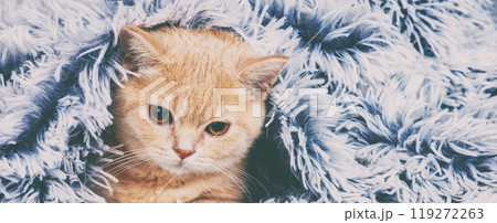 Cute little red kitten peeking out from under the soft warm blue blanket Cute little red kitten peeking out from under the soft warm blue blanket 119272263