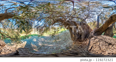 360 View Of A olive Tree Trunk In The Countryside 360 View Of A olive Tree Trunk In The Countryside 119272321