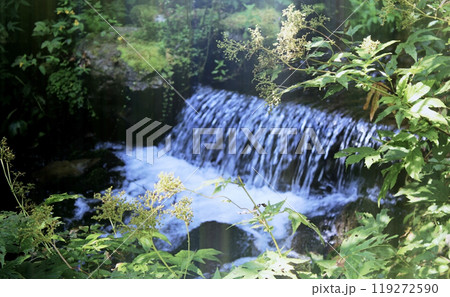 Water foaming after waterfall. View through green plants on creek bank 119272590