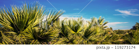 Row of tropical palms against the blue sky. Tropical landscape. Beautiful tropical nature. Horizontal banner Row of tropical palms against the blue sky. Tropical landscape. Beautiful tropical nature. Horizontal banner 119273174