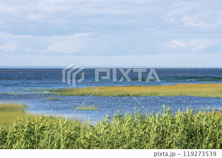 seascape, baltic sea coast with reed beds in the foreground 119273539