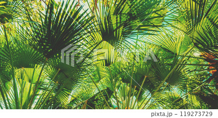 Branches with leaves of Chamaerops humilis palm trees. Tropical landscape. Green nature background 119273729